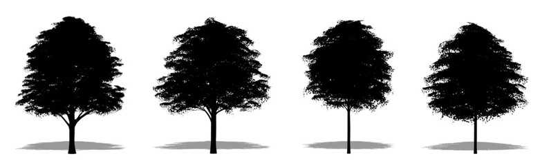 Set or collection of Bur Oak  trees as a black silhouette on white background. Concept or conceptual vector for nature, planet, ecology and conservation, strength, endurance and  beauty