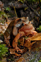 Grass frog couple // Grasfrosch-Pärchen (Rana temporaria) 