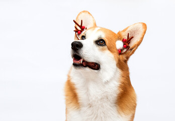red corgi dog looking up on a white background