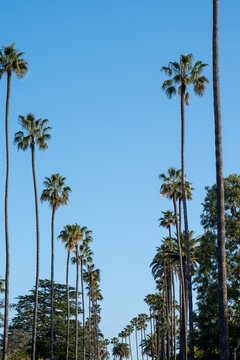 Silhouettes of some palm trees against blue sky in Beverly Hills, Los Angeles, California