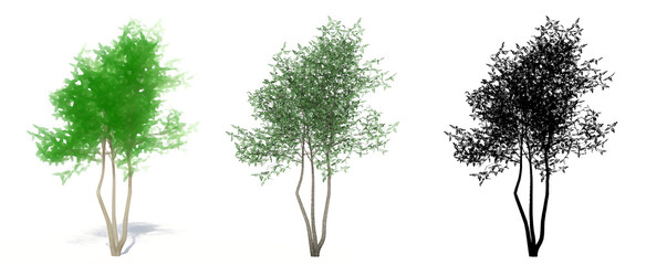 Set or collection of Green Ash trees, painted, natural and as a black silhouette on white background. Concept or conceptual 3d illustration for nature, ecology and conservation, strength, beauty