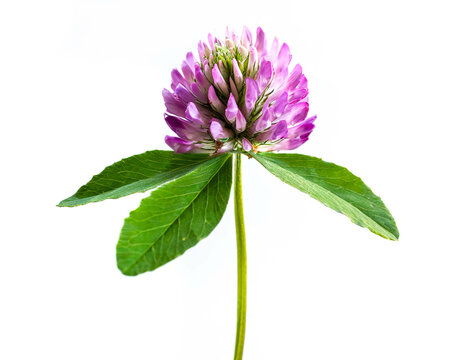 real clover with three leaves and purple flowers ;white background, cut out