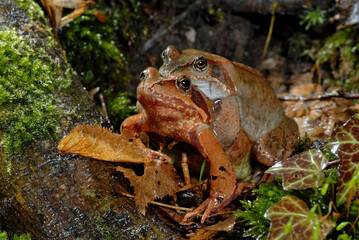 Grasfrosch-Pärchen // Grass frog couple (Rana temporaria) 