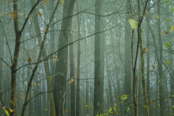 Bare tree trunks in the morning fog. Sad autumn landscape with a cold, autumn forest.