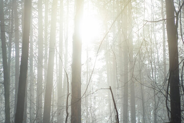 Background with tree trunks in the morning fog. The soft light of the sun breaks through the trees.