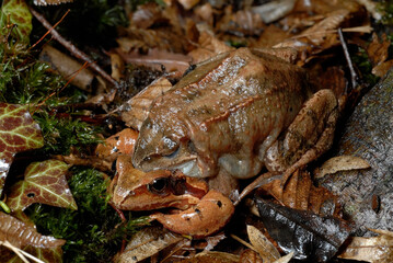 Grasfrosch-Pärchen // Grass frog couple (Rana temporaria) 