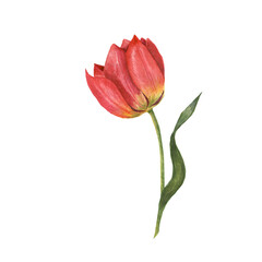 Red tulip watercolor illustration isolated on a white background