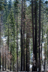 Trees in Mariposa Grove on a sunny day, California, USA, North America