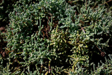Close up view of Santolina plant (Santolina chamaecyparissus - Asteraceae) background. Beautiful plant wallpaper. - 681480604