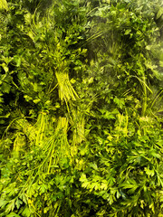 Close up view of parsley at supermarket - 681480606