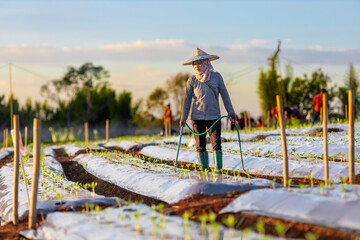 Asian farmer is using hose to watering young vegetable seedling in mulching film field for growing...