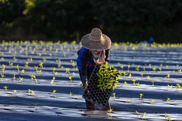 Asian farmer is carrying tray of young vegetable seedling to plant in mulching film for growing...
