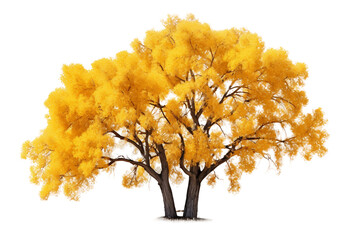 Clean Canvas for Majestic Cottonwood Isolated on a transparent background