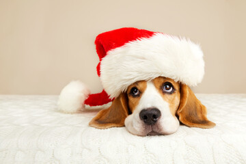 A cute beagle dog in a Santa Claus hat is lying on the bed. Happy New Year and Merry Christmas greeting card with a pet.