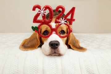 Happy New Year and Merry Christmas 2024 greeting card with pet. A beagle dog in carnival glasses...