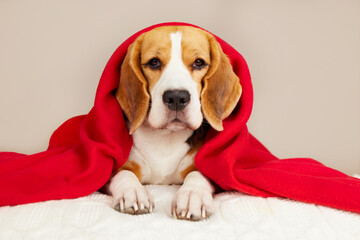 A beagle dog is lying on the bed under a blanket. Cold air temperature at home. The concept of...