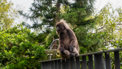 An endangered Phayre's leaf Monkey from Penang Malaysia, Dusky langur or Leaf Monkeys