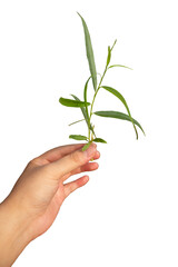 Fototapeta na wymiar hand holding a sprig of tree, plant, leaf, isolated on transparent background, PNG