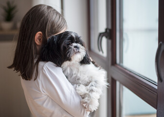 Girl with a dog. A girl of 9 years old plays with her small Shih Tzu dog