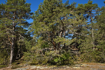 Fototapeta na wymiar Pine forest on Stora Krokholmen in Stendörrens Naturreservat in Sweden, Europe 