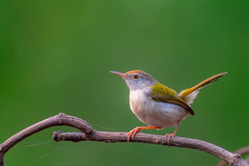 Tailorbirds are small birds, most belonging to the genus Orthotomus. While they were often placed...