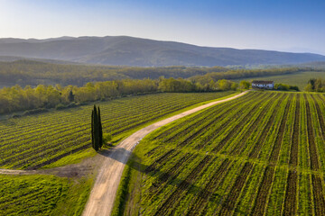 Aerial view of Tuscan Vineyards
