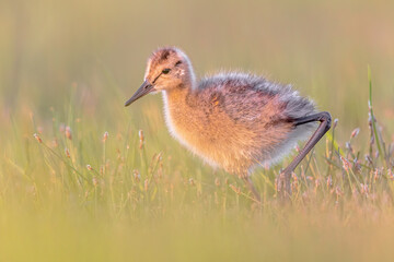 Black tailed Godwit chick