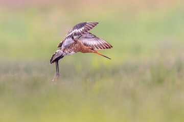 Black-tailed Godwit wader bird preparing for landing and calling