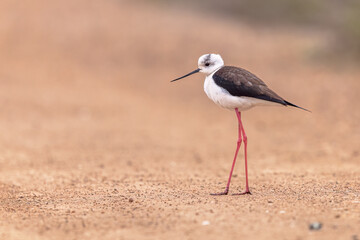 Black Winged Stilt against beach background