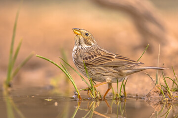 Corn bunting drinking