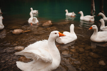 white geese enhance the beauty of a Turkish lake on the Lycian Way, a serene tableau in nature.