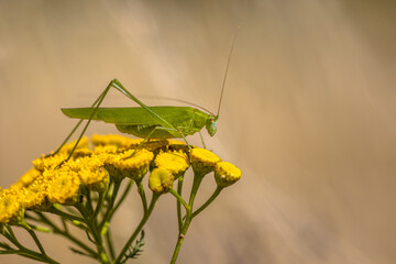 Sickle bearing bush cricket