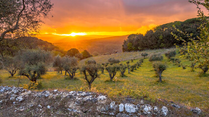 Sunset over olive grove - obrazy, fototapety, plakaty