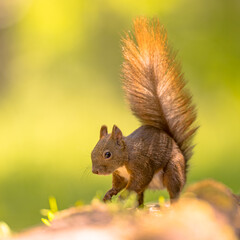 Red Squirrel eating nut in the forest