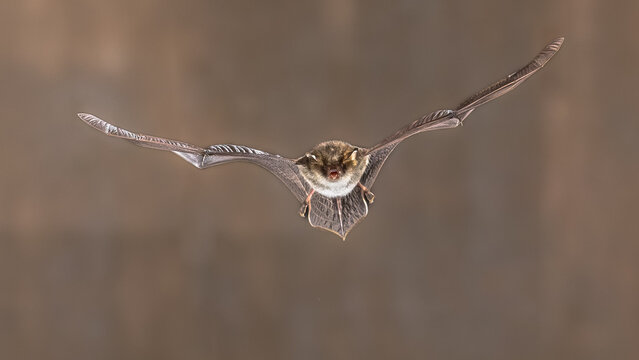 Natterers bat flying frontal view