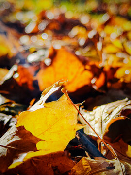 autumn leaves on the ground