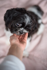 Girl with a dog. 9-Year-Old Girl Playing with Her Small Dog at Home