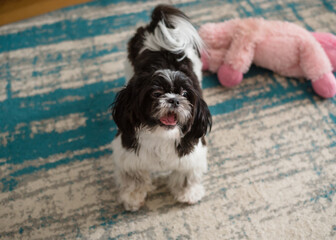 Little Shih Tzu Dog of Black-and-White Coloring