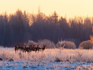 Red deer group in a frosty sunrise