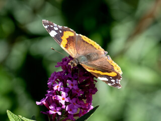 Close-up of a pretty butterfly looking for food, taken in Germany on a sunny day.