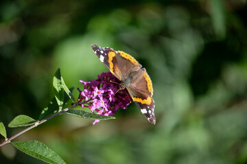 Close-up of a pretty butterfly looking for food, taken in Germany on a sunny day.