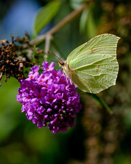 Close-up of a pretty butterfly looking for food, taken in Germany on a sunny day.