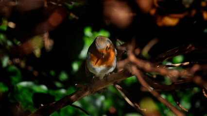Robin in a garden in November, United Kingdom