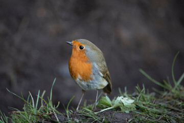 Robin in a garden in November, United Kingdom