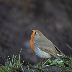 Robin in a garden in November, United Kingdom