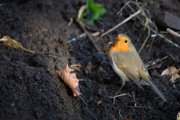 Robin in a garden in November, United Kingdom