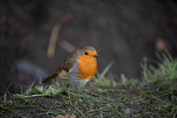 Robin in a garden in November, United Kingdom
