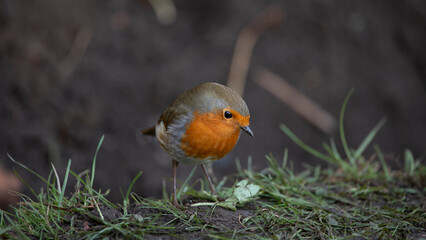 Robin in a garden in November, United Kingdom