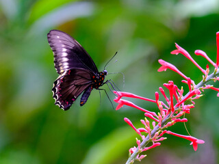 Close-up of a pretty butterfly looking for food, taken in Germany on a sunny day.