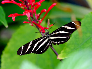 Close-up of a pretty butterfly looking for food, taken in Germany on a sunny day.